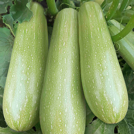 Фото Кабачок Даша F1