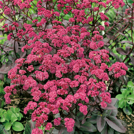 Фото Седум (очиток) гибридный Ред Каули