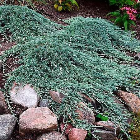 Фото Можжевельник горизонтальный Айс Блю