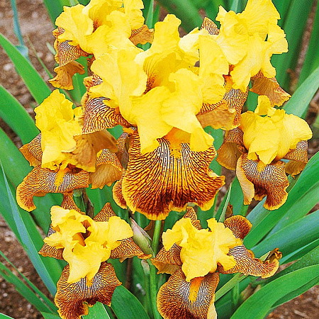 Фото Ирис бородатый Бенгальский тигр