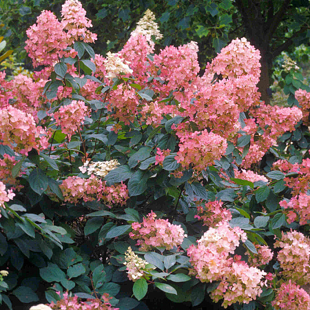 Фото Гортензия метельчатая Пинк Даймонд