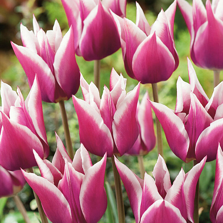 Фото Тюльпан Клаудиа