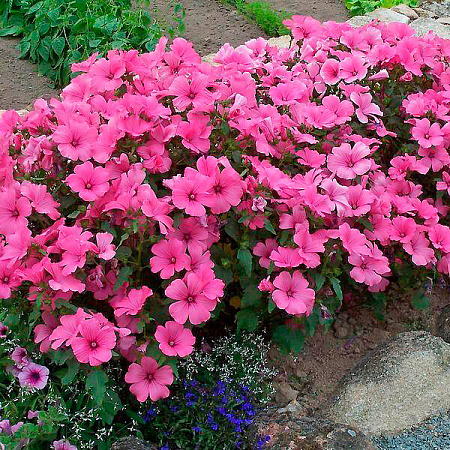 Фото Лаватера Красный бант