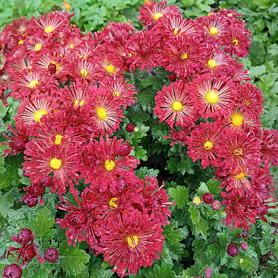 Хризантема корейская Вересневый бисер