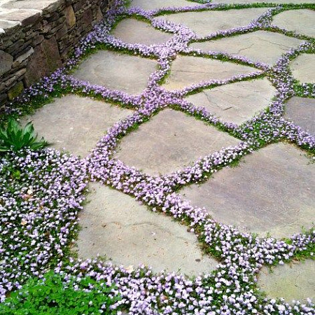 Фото Мазус ползучий