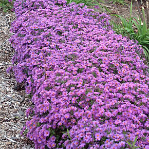 Астра кустарниковая Вудс Перпл