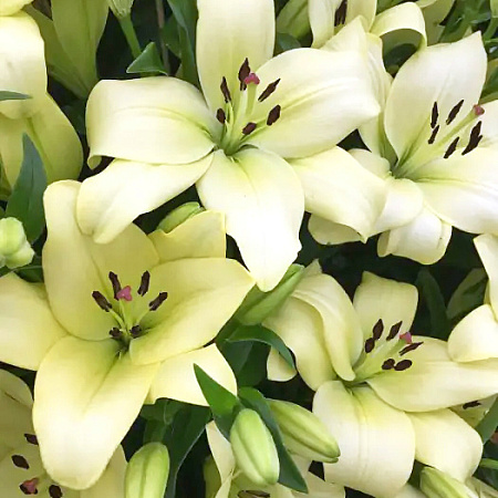 Фото Лилия Треббиано