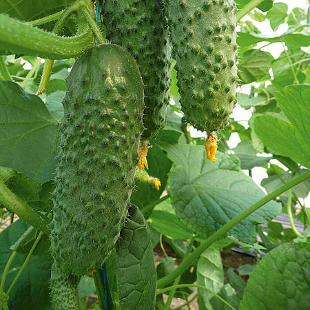 Фото Огурец Одетте F1