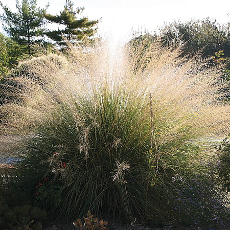 Фото Споробол