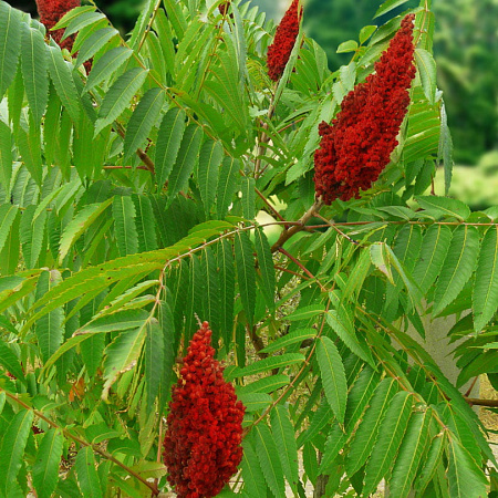 Фото Сумах голый