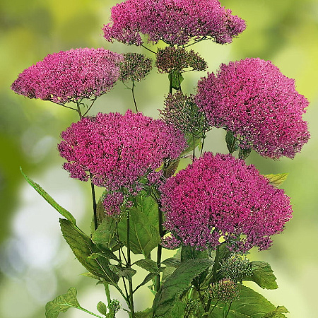 Фото Трахелиум Лесное озеро Розовый