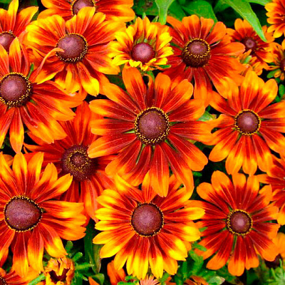 Рудбекия Осенний лес