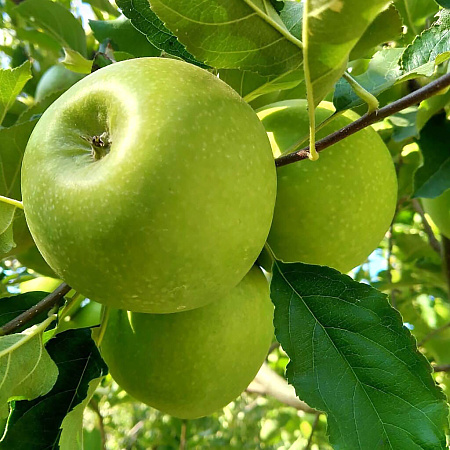 Фото Яблоня Гренни Смит