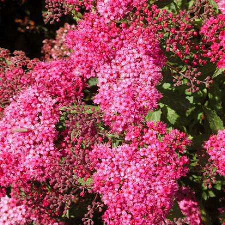 Фото Спирея японская Неоновая вспышка