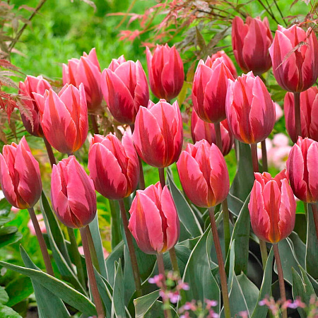 Фото Тюльпан триумф Притти Принцесс