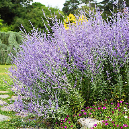 Фото Перовския Голубой Шпиль