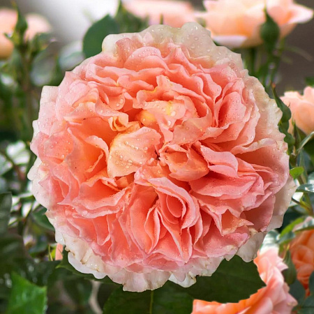 Фото Роза плетистая-клаймбер Полька