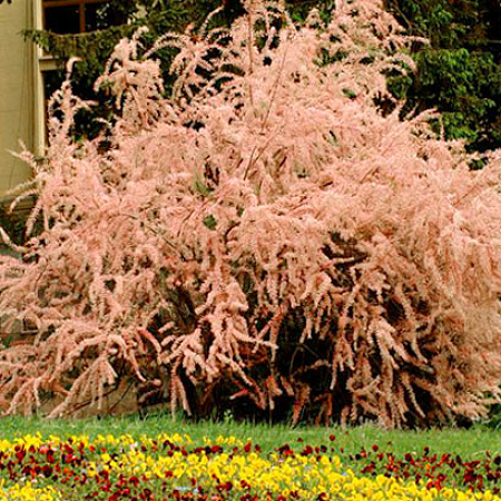 Фото Тамарикс четырехтычинковый