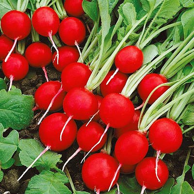 Редис Черриэт F1 1гр