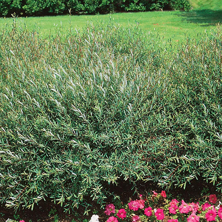 Фото Ива пурпурная Нана