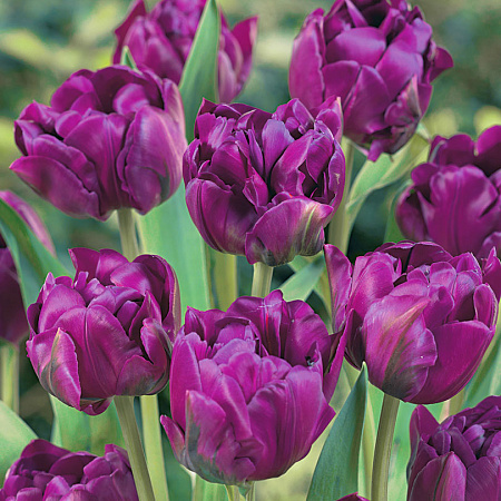 Фото Тюльпан Негритянка