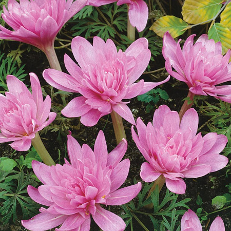 Фото Безвременник Кувшинка