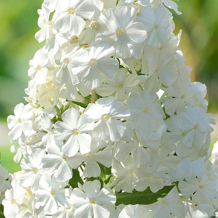 Фото Флокс Фудзияма