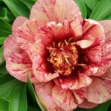 Фото Пион ИТО-гибрид Олл Зет Джаз