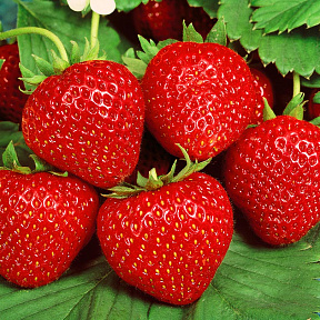 Земляника садовая Гармония