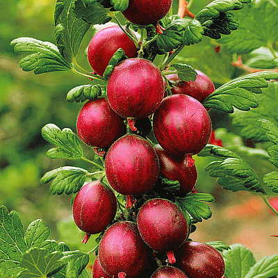 Крыжовник Сенатор