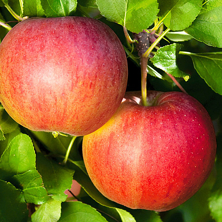 Фото Яблоня Валюта