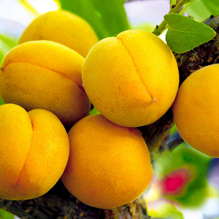 Фото Абрикос Самарский