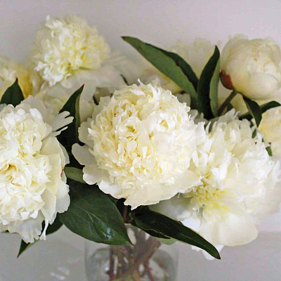 Пион Брайдл Шауэр