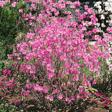 Фото Рододендрон остроконечный