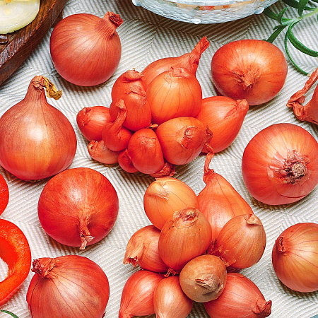 Фото Лук семейный (шалот) Старообрядческий