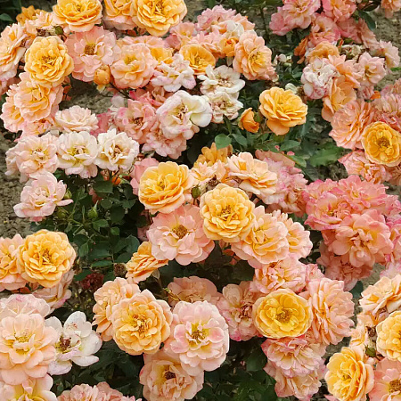 Фото Роза миниатюрная Эприкот Клементин