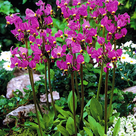 Фото Додекатеон Афродита