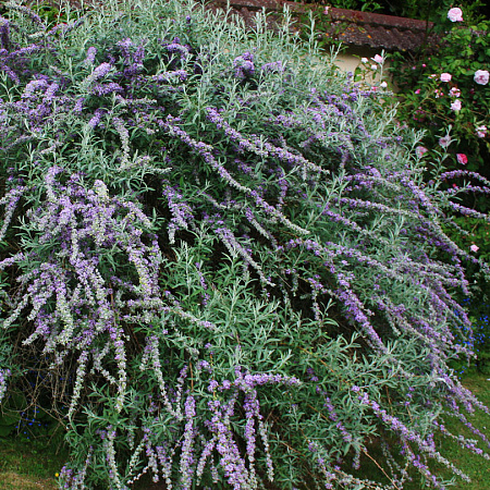 Фото Буддлея очереднолистная