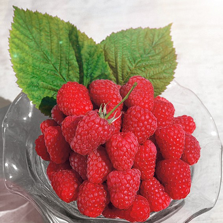 Фото Малина ремонтантная Осенняя красавица