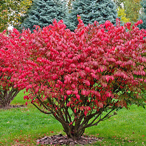 Бересклет крылатый