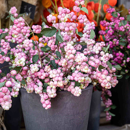 Фото Снежноягодник Розовый жемчуг