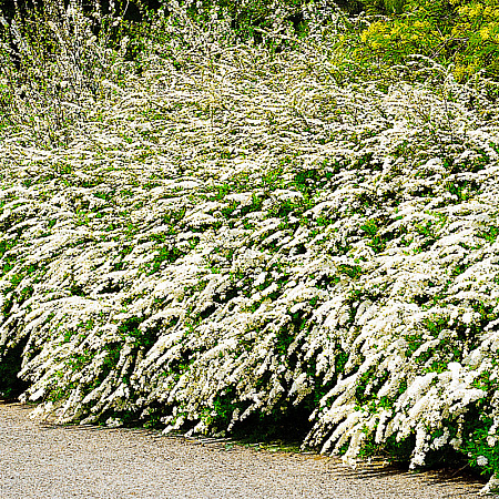 Фото Спирея Аргута