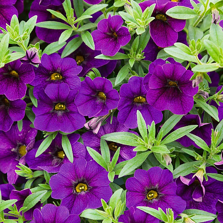 Фото Калибрахоа Каблум Насыщенный синий