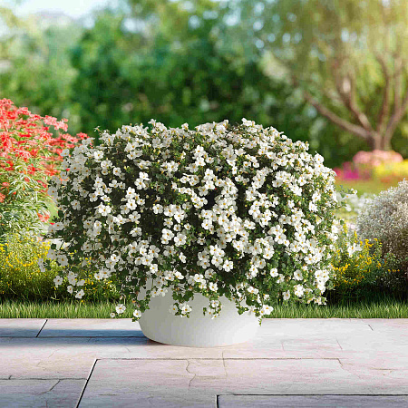 Фото Бакопа Белый топаз