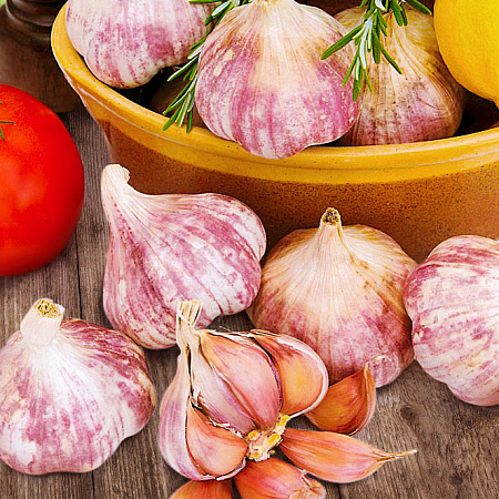 Фото Чеснок озимый Парус