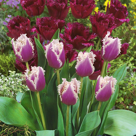 Фото Тюльпан Вечерний звон набор