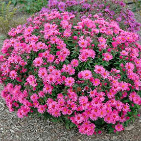 Астра новоанглийская Вайбрант Доум