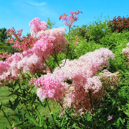 Фото Лабазник Венуста