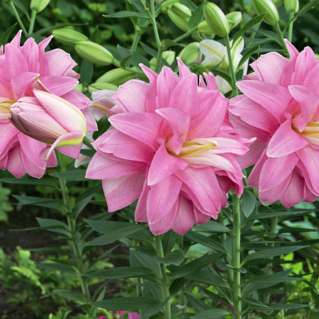 Фото Лилия восточная махровая Лотус Бриз