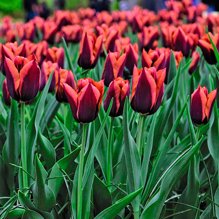 Фото Тюльпан триумф Слава